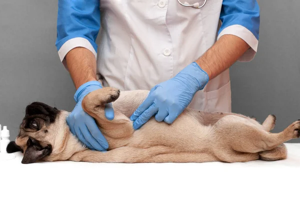 手袋の専門の獣医の医者は テーブルの上に横たわっている犬を検査します 獣医師は犬の腹を感じ内臓の働きを調べ — ストック写真