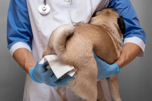Veterinerler veteriner kliniğinde bir köpeğin paraanal bezlerini temizler. Köpeklerin sağlığı için gerekli bir prosedür. Hayvan bakımı ve hijyen