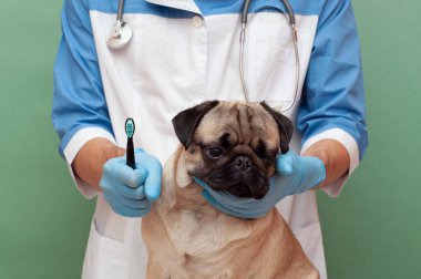 Veteriner fırçası köpek dişleri. Diş kaybını önlemek için hayvan bakımı önemlidir. Düz yüzlü köpeklere diş bakımı