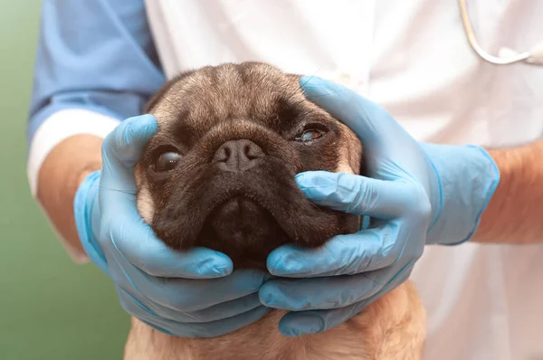 Veterinario Guantes Con Cachorro Ojo Revisión Médica Clínica Veterinaria Lagrima —  Fotos de Stock