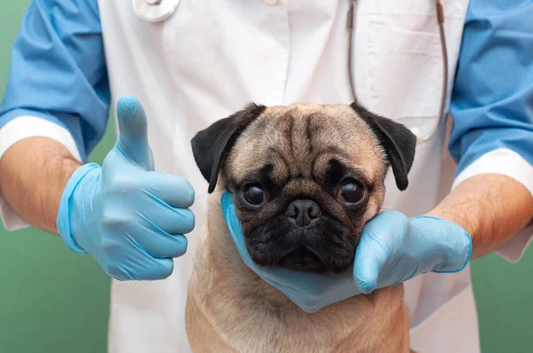 獣医の健康診断を受けています ペットのためのクリニックの広告 犬のケアと専門医療 — ストック写真
