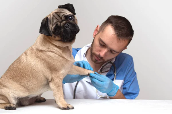 獣医師は犬を調べます。ペットのためのクリニックの広告。隔離された。犬のケアと専門医療、スペースのコピー、 — ストック写真