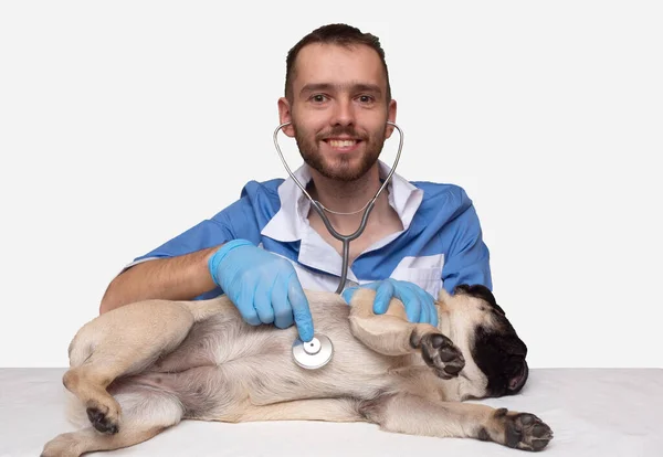 獣医師は犬を調べます。ペットのためのクリニックの広告。隔離された。コピースペースのバナー — ストック写真