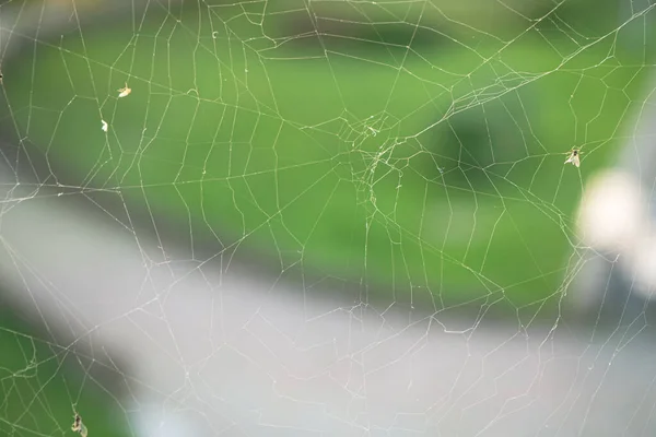 Nahaufnahme Des Spinnennetzes Oder Spinnennetzes Mit Mücken Und Fliegen Vor — Stockfoto