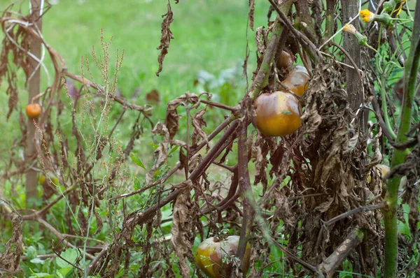 Rotte bedorven tomaten op droge takken en struiken van tomaten na de oogst in de herfst. . — Stockfoto
