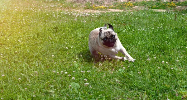 Feliz perro pug divertido está corriendo en la hierba en soleado. Abre la boca. Lengua apagada. — Foto de Stock