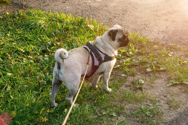 Salir a dar un paseo con un perro, perro con correa, perspectiva en primera persona —  Fotos de Stock
