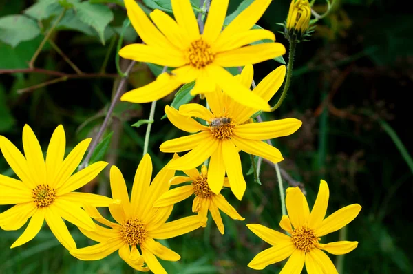 Topinambur Und Pollen Einer Gelben Blume Blühen Wunderschön Garten Für — Stockfoto