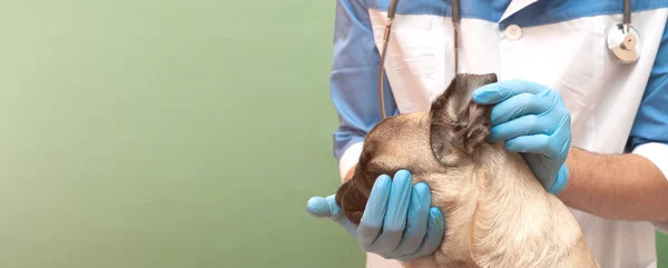 Nahaufnahme Mops Hund Bei Einer Untersuchung Ohr Durch Einen Tierarzt — Stockfoto