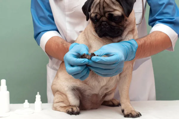 医療用手袋の獣医師が犬の足を調べる 犬は足を痛め足を持ち — ストック写真