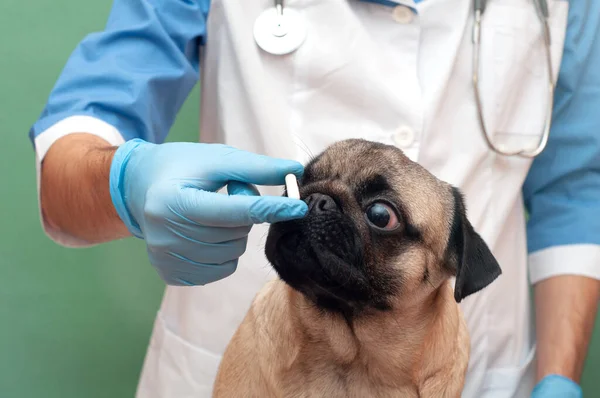 Ellerinde haplar, yakın çekim ilaçları ve köpeklerde önemli olan ilaçları tutan eldivenler. evcil hayvan tedavisi ve tıbbi gıda takviyesi kavramı
