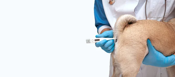 Kellemetlen Eljárás Állatorvos Méri Testhőmérséklet Egy Mopsz Kutya Egy Elektromos — Stock Fotó
