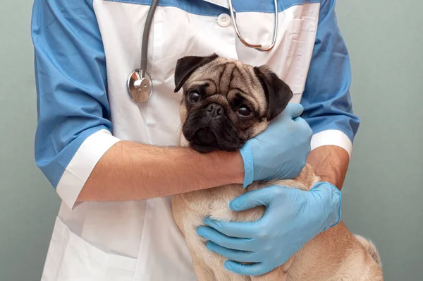 獣医の健康診断を受けています ペットのためのクリニックの広告 犬のケアと専門医療 — ストック写真