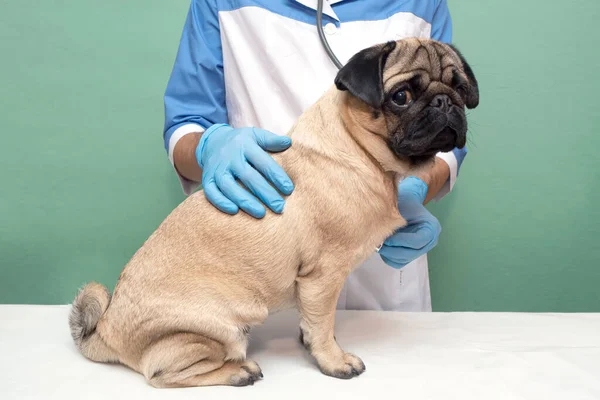 veterinarian medical checkup a pug dog. advertisement of a clinic for pets. care and professional medical care of dogs.