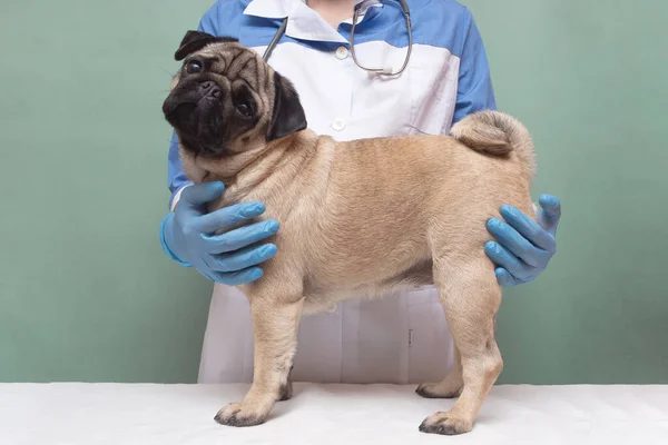 veterinarian medical checkup a pug dog. advertisement of a clinic for pets. care and professional medical care of dogs.