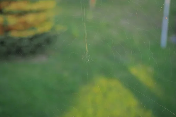 Primer Plano Telaraña Telaraña Con Mosquitos Moscas Sobre Fondo Cálido — Foto de Stock