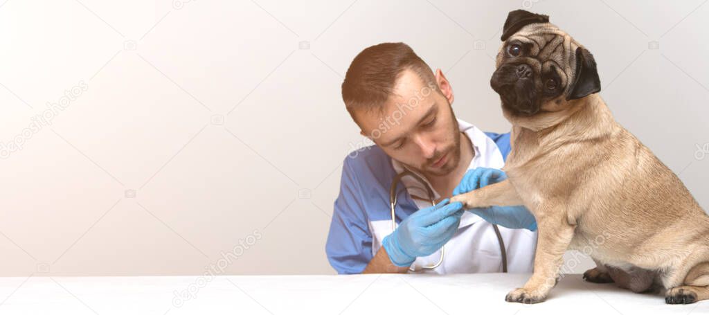 Veterinary doctor in medical gloves probes the pug dog's paw. isolated. care and professional medical care of dogs.