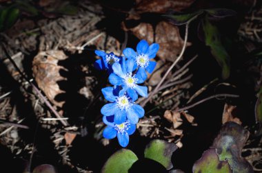 Seçici odaklanma. Bahar ormanında mavi kar damlaları. İlk bahar çiçekleri. Kıştan sonra doğanın uyanışı. Güneşli bir gün. Mavi scilla çiçekleri veya Sibirya ezmesi.