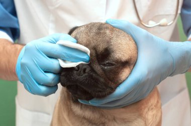 Klinikteki veteriner köpeğini muayene ediyor. Düz yüzlü köpeklerin burun ve kıvrımlarına özen ve hijyen, pamuk pedlerle nemi temizler. Günlük prosedürler