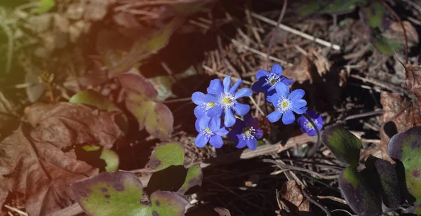 有选择的重点 春天森林里的蓝色雪花 初春的花朵 冬天过后 大自然的觉醒 阳光灿烂的日子 带有复制空间的蓝色西拉花或冬青刺槐 — 图库照片