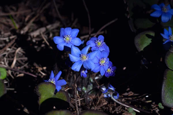 Seçici Odaklanma Bahar Ormanında Mavi Kar Damlaları Bahar Çiçekleri Kıştan — Stok fotoğraf