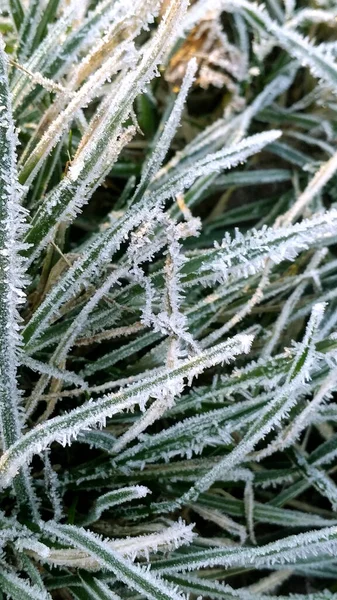 第一批霜冻 花园里的霜冻 植物和草地上的霜冻 还有鲜花和树木 园艺和寒冷 — 图库照片