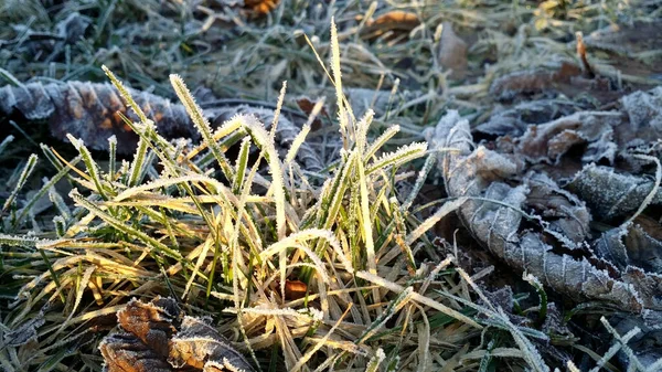 The first frosts, frost in the garden on plants, frost on the flora and grass, as well as flowers and trees. About gardening and cold