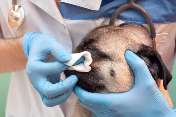 Eldivenli bir veteriner, pug dog 'un gözünü siler. Yaralı göz yaşları. Köpeklerin bakımı ve hijyeni