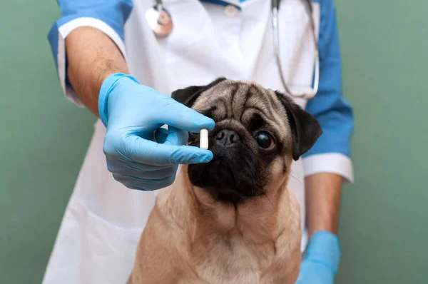 Ellerinde haplar, yakın çekim ilaçları ve köpeklerde önemli olan ilaçları tutan eldivenler. evcil hayvan tedavisi ve tıbbi gıda takviyesi kavramı