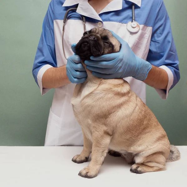 手袋の中の獣医師が獣医診療所で診察用のアイパグ犬を飼っている 損傷した目を引き裂く 犬の世話や衛生について — ストック写真