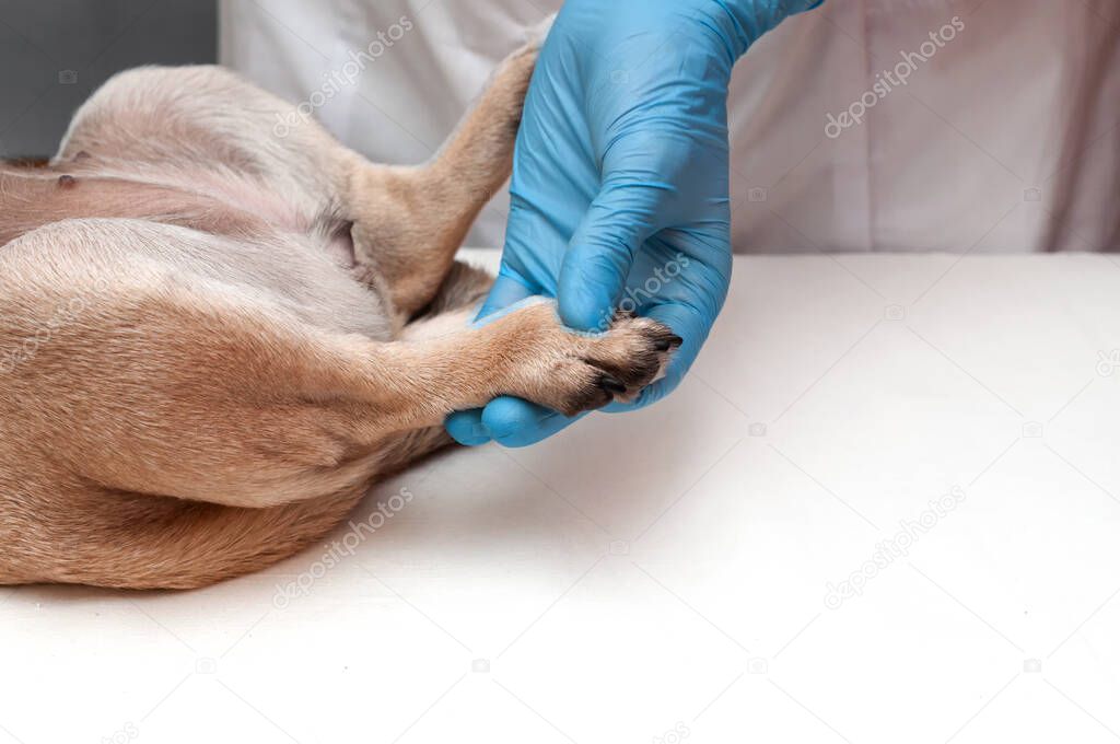 Veterinary doctor in medical gloves probes the pug dog's paw. the dog has a sore paw, limps. copy space