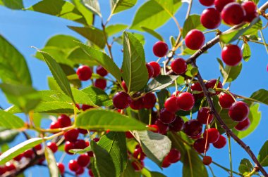 Kiraz ağacı dalında sallanan kirazlar. Bir dalda bir sürü kırmızı ve tatlı kiraz.