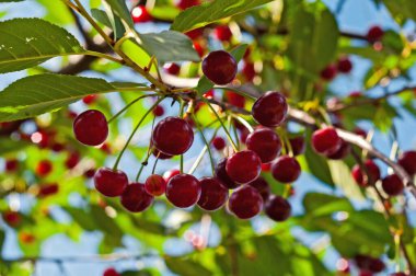 Kiraz ağacı dalında sallanan kirazlar. Bir dalda bir sürü kırmızı ve tatlı kiraz.