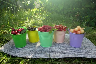 Ahududu, frenk üzümü ve kiraz gibi karışık yaz meyveleriyle dolu renkli sepetler. Yeşil arka plandaki bir bahçede çeşitli böğürtlenleri hasat et