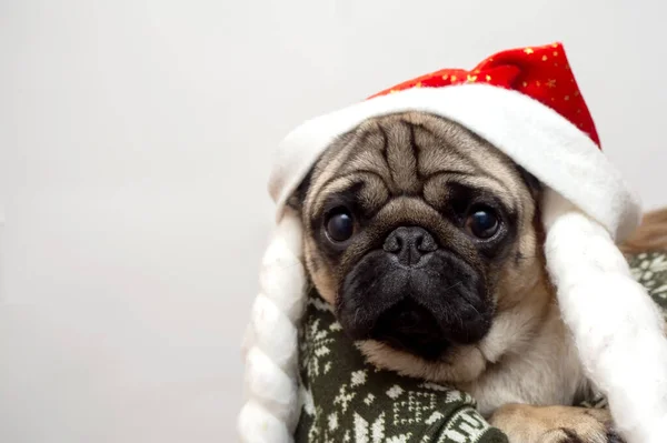 Joyeux Noël Bonne Année Chien Carlin Joyeux Est Assis Dans — Photo