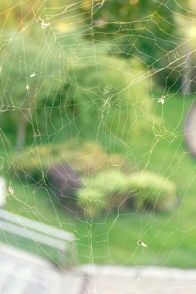 Närbild Spindelnät Eller Spindelnät Med Myggor Och Flugor Varm Bakgrund — Stockfoto