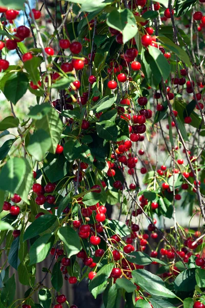 Cerezas Colgando Una Rama Cerezo Montón Cerezas Rojas Dulces Una —  Fotos de Stock