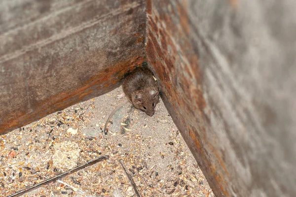 Atrapado Ratón Campo Asustado Una Caja Metal Está Tratando Salir —  Fotos de Stock