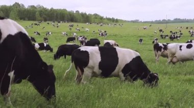 Yeşil çayırlarda otlayan ineklerle dolu bir çiftlik arazisi. sığırlar gün boyunca tarlada otlar.