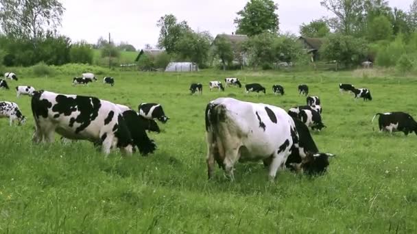 Paisaje Agrícola Con Vacas Pastando Prado Verde Pastan Campo Durante — Vídeos de Stock