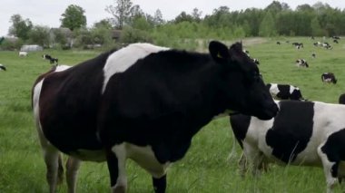 Siyah ve beyaz inek çerçevenin içine bakar ve dudaklarını yalar. Yeşil çayırlarda otlayan ineklerle dolu bir çiftlik arazisi. sığırlar gün boyunca tarlada otlar..
