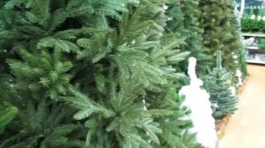 Yılbaşı ağacı çiftliğinde her çeşit yeşil ağaç var. Yapay yeniden kullanılabilir Noel ağaçları. Noel ağaçlarının birinci şahıs seçimi