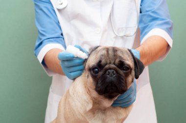 Veteriner köpeğinin damlalarını kulağına damlatıyor. Köpeklerde kulak hastalıklarının tedavisi. Kapat.