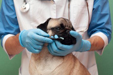Veteriner fırçası köpek dişleri. Diş kaybını önlemek için hayvan bakımı önemlidir. Düz yüzlü köpeklere diş bakımı