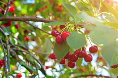 Kiraz ağacı dalında sallanan kirazlar. Bir dalda bir sürü kırmızı ve tatlı kiraz.