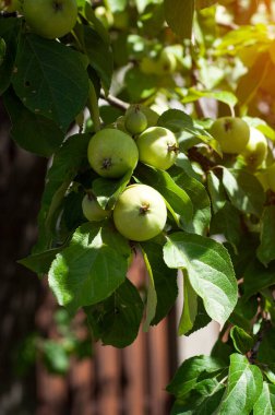 Bir daldaki yeşil elmalar hasat edilmeye hazır, açık havada, seçici bir odak