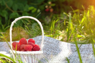 Yeşil yaprak zemininde taze kırmızı ahududu ve fotokopi alanı olan beyaz sepet.