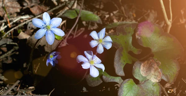 Enfoque Selectivo Nieves Azules Bosque Primavera Las Primeras Flores Primavera — Foto de Stock
