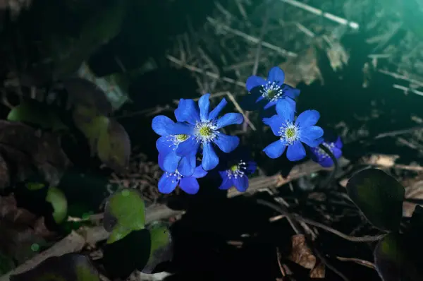 Вибірковий Фокус Блакитні Снігопади Весняному Лісі Перші Весняні Квіти Пробудження — стокове фото