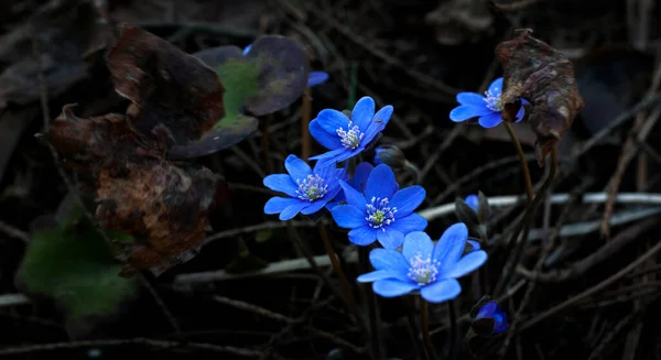 Enfoque Selectivo Nieves Azules Bosque Primavera Las Primeras Flores Primavera — Foto de Stock